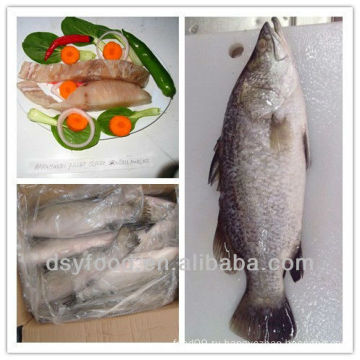 Замороженные морские окуни barramundi fish